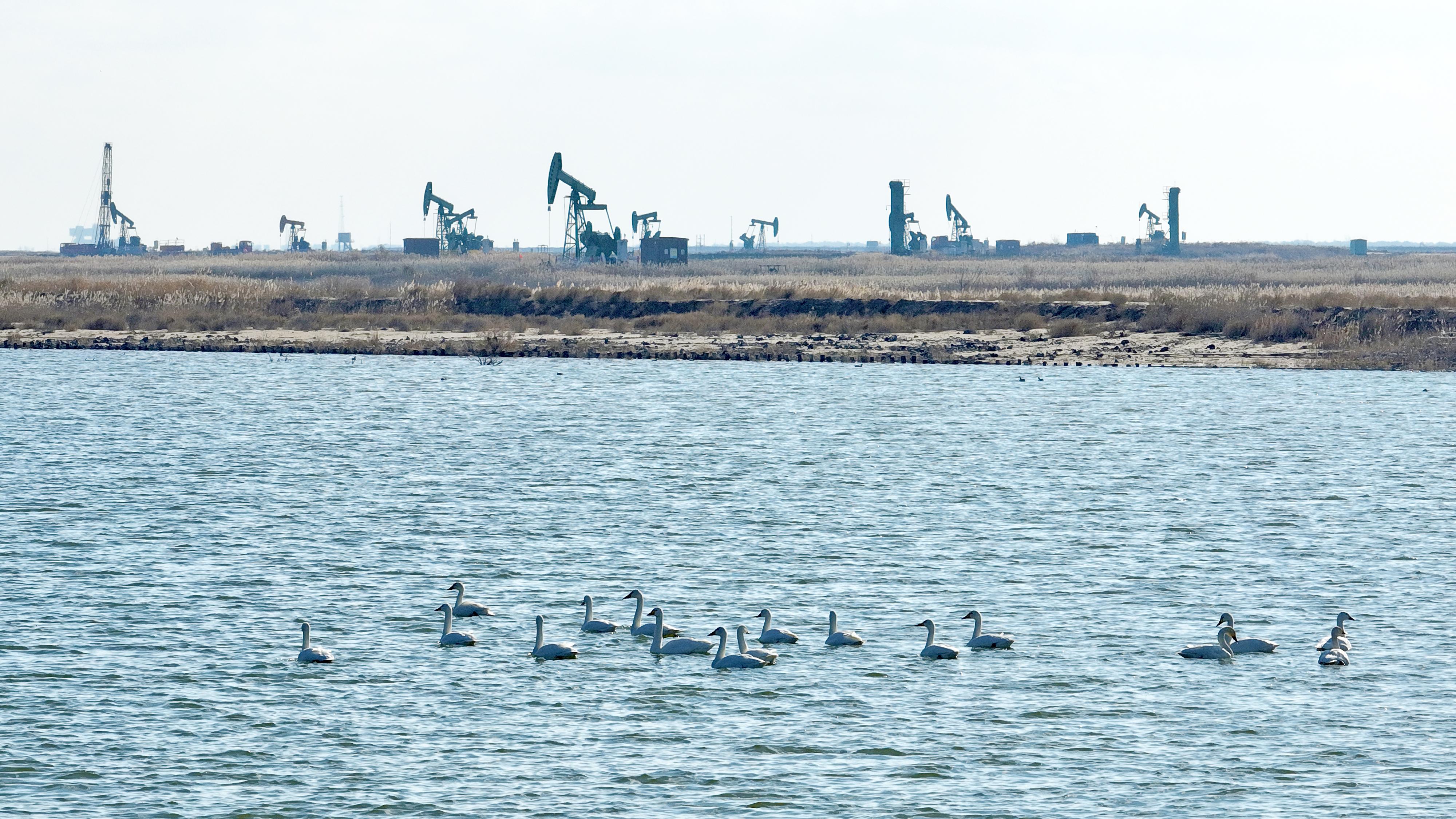 月度好图（2025年11月）pg电子模拟器免费版中国石化(图8)